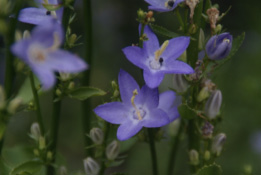 Campanula pyramidalis Piramideklokje  bestellen